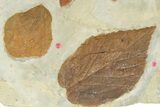Plate of Paleocene Fossil Leaves - Glendive, Montana #227725-4